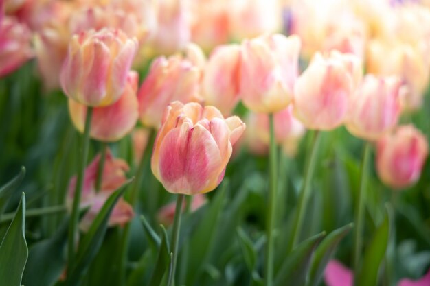 Hermoso ramo de tulipanes. tulipanes de colores fondo de la naturaleza