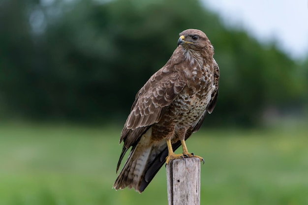 Un hermoso ratonero común (Buteo buteo) sentado en un poste de cerca en un pasto en busca de presas.