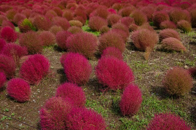 Hermoso de Red Kochia y cosmos bush