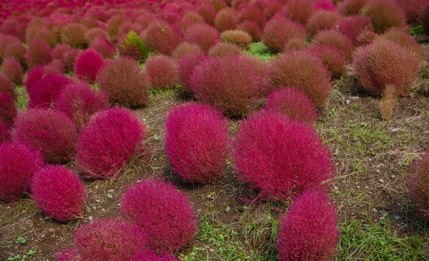 Hermoso de Red Kochia y cosmos bush