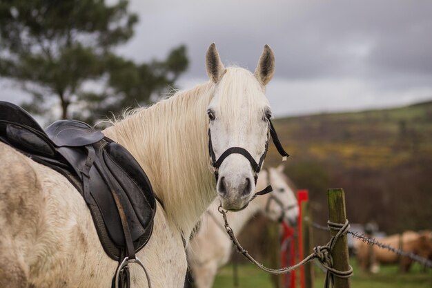 Hermoso retrato al aire libre de caballos andaluces de pura raza española