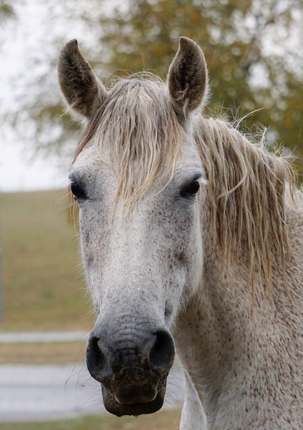 hermoso retrato de caballo blanco