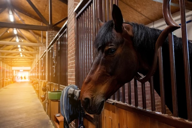 Foto hermoso retrato de caballo en luz cálida en establo