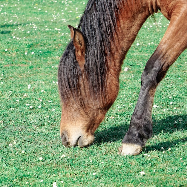 Foto hermoso retrato de un caballo marrón