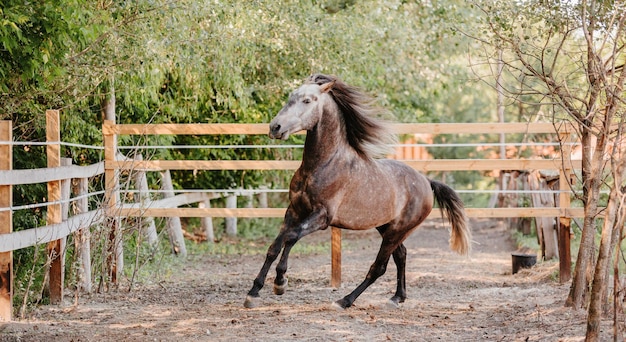 Hermoso retrato de caballo en movimiento en el semental. Equino. Campo. Ecuestre