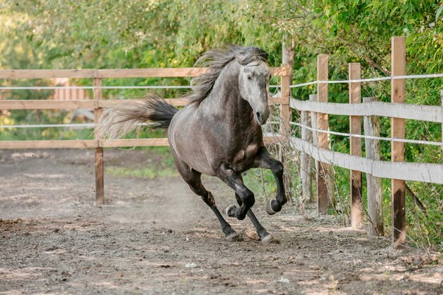 Hermoso retrato de caballo en movimiento en el semental. Equino. Campo. Ecuestre