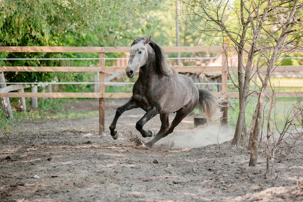 Hermoso retrato de caballo en movimiento en el semental. Equino. Campo. Ecuestre