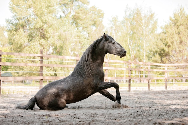 Hermoso retrato de caballo en movimiento en el semental. Equino. Campo. Ecuestre