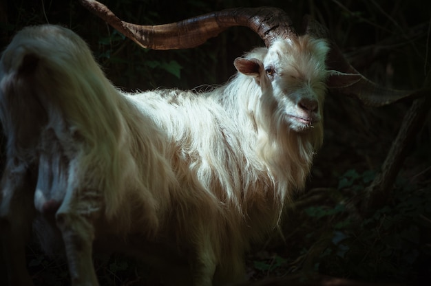 Hermoso retrato de cabra montesa blanca en Italia
