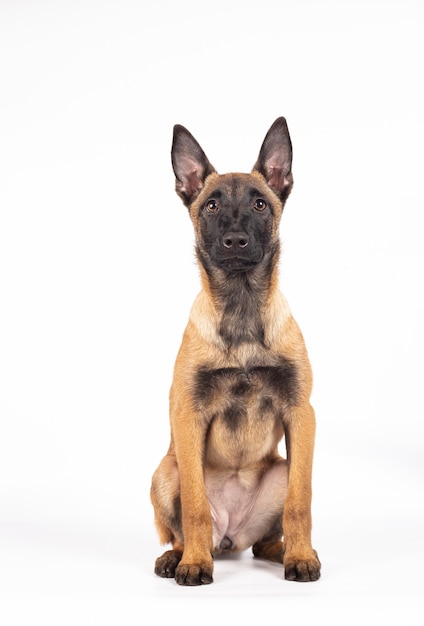 Hermoso retrato de un cachorro de raza Pastor Belga Malinois sentado sobre un fondo blanco.