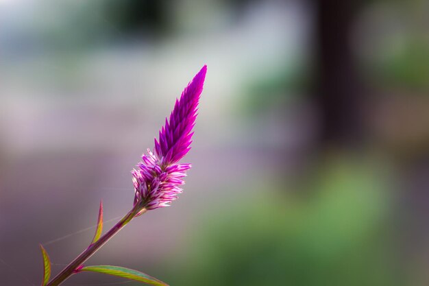 Hermoso retrato de Celosia o flor de peine de gallos en un suave fondo borroso