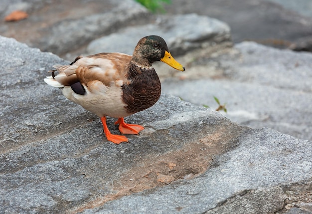 Hermoso retrato de cerca de pato