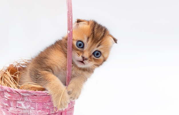 Un hermoso retrato de un gatito rojo lopeared asoma de una canasta aislado sobre un fondo blanco.