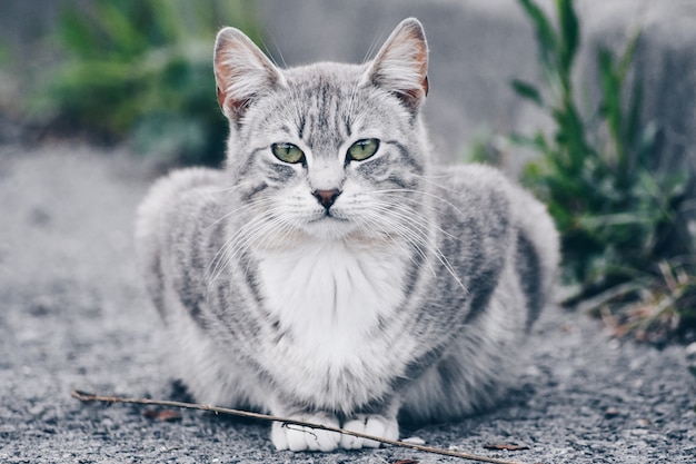 Hermoso retrato de un gato en la calle. Sitio gratis para texto