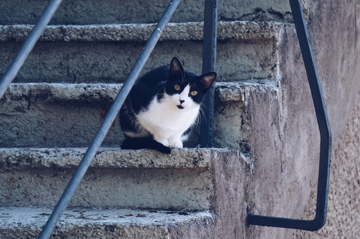 Hermoso retrato de gato en la calle.