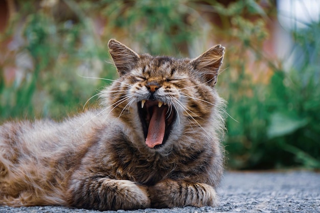 hermoso retrato de gato callejero mirando a la cámara