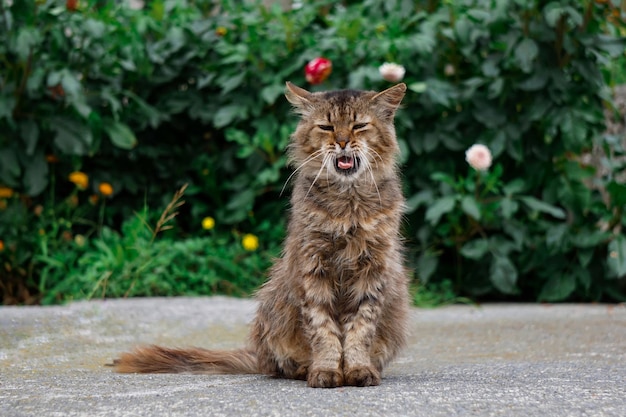 hermoso retrato de gato callejero mirando a la cámara