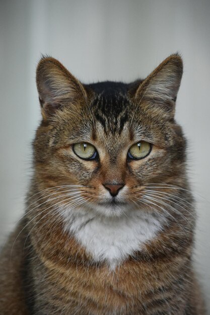 Hermoso retrato de gato de cerca