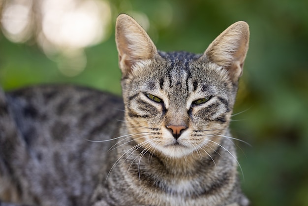 Hermoso retrato de gato lindo atigrado