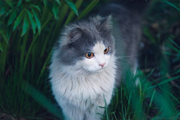 Hermoso retrato de gato con ojos amarillos