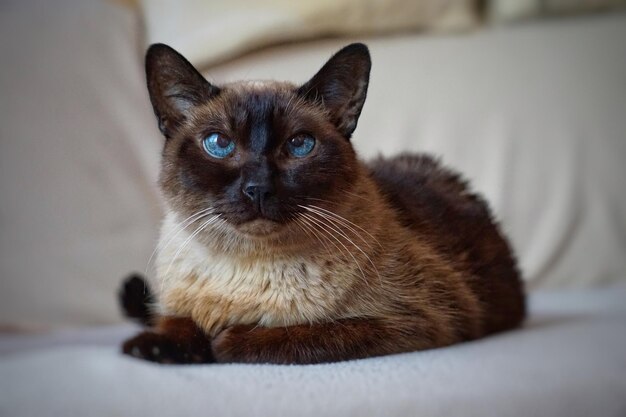 un hermoso retrato de gato siamés