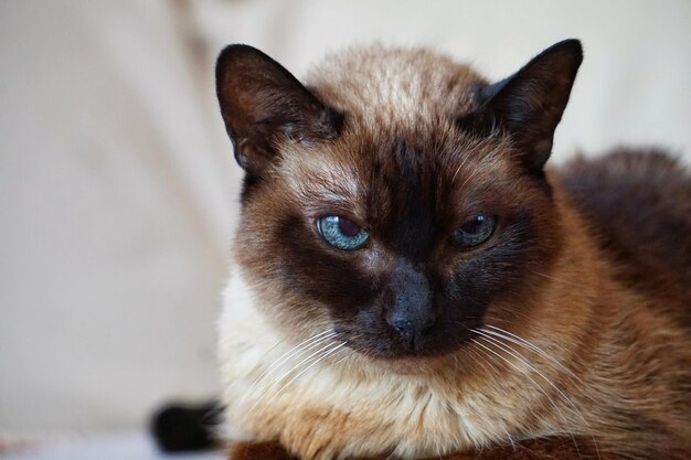 un hermoso retrato de gato siamés