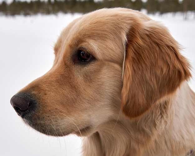 Hermoso retrato de un Golden Retriever en el parque