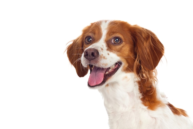 Hermoso retrato de un lindo perro aislado sobre un fondo blanco.