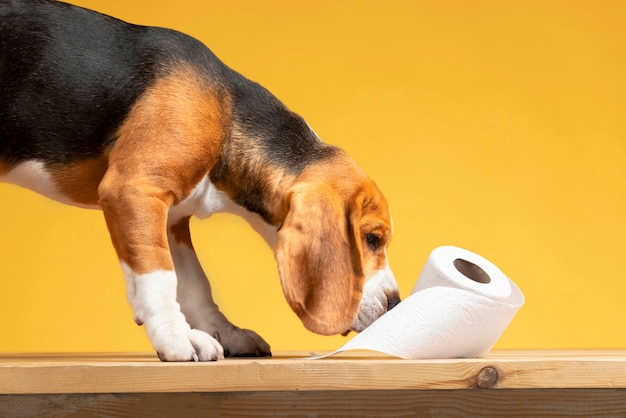 Foto hermoso retrato de mascota de perro