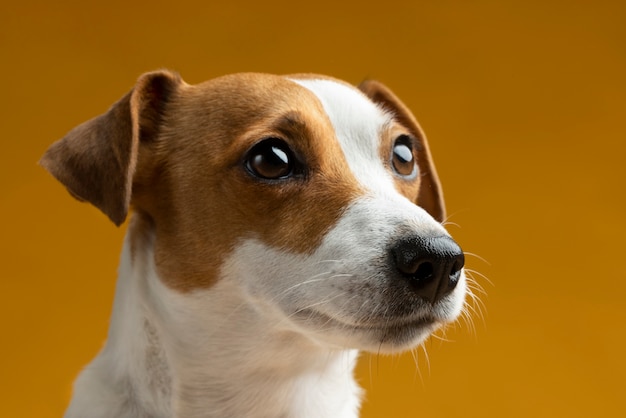 Foto hermoso retrato de mascota de perro