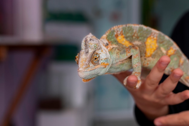 Foto hermoso retrato de mascota