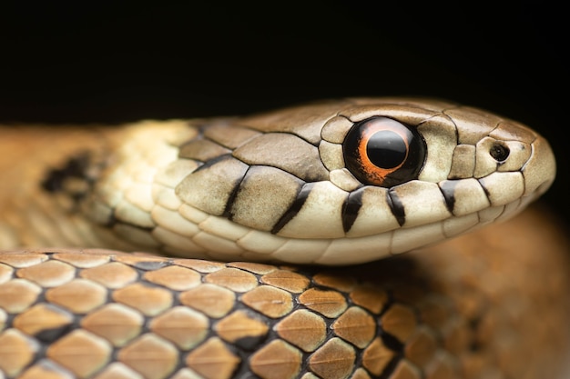 Hermoso retrato de un menor de una serpiente de cuello mediterráneo marrón con ojos rojos y un fondo negro