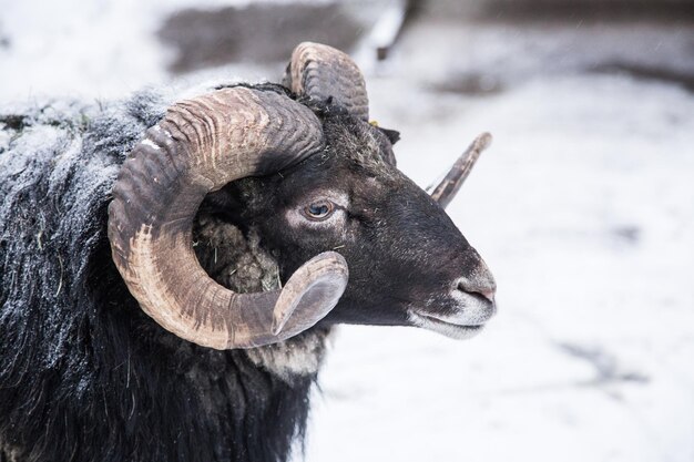 Un hermoso retrato de una oveja en invierno