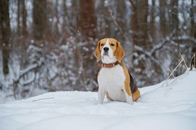 Hermoso retrato de un perro Beagle en bosque de invierno