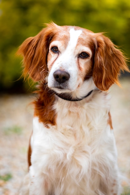 Hermoso retrato de un perro blanco y marrón