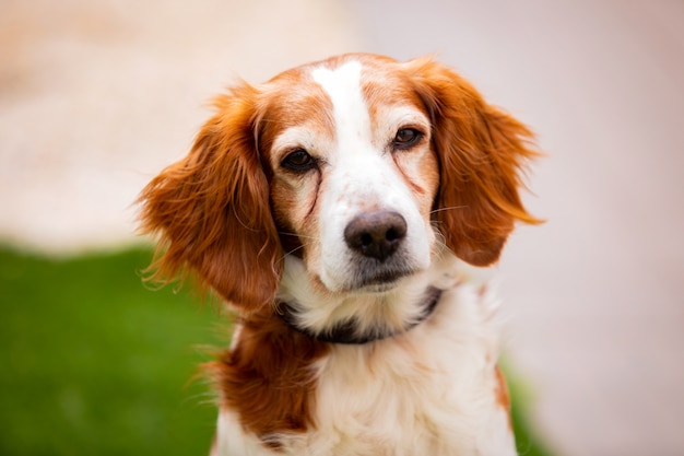 Hermoso retrato de un perro blanco y marrón