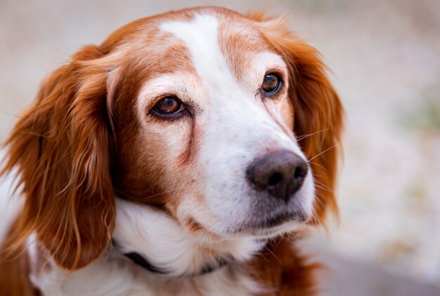 Hermoso retrato de un perro blanco y marrón