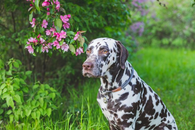 Hermoso retrato de perro golden retriever junto a un manzano en flor