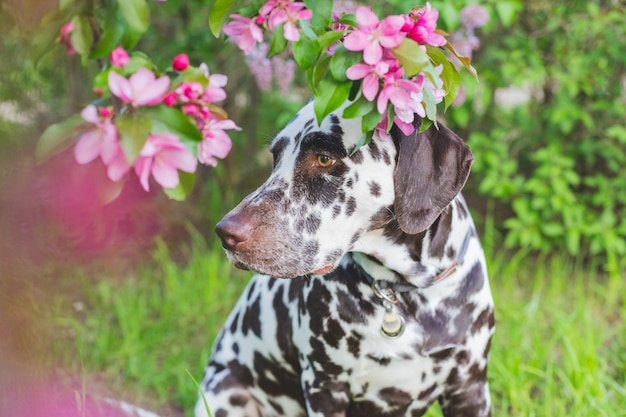 Hermoso retrato de perro golden retriever junto a un manzano en flor