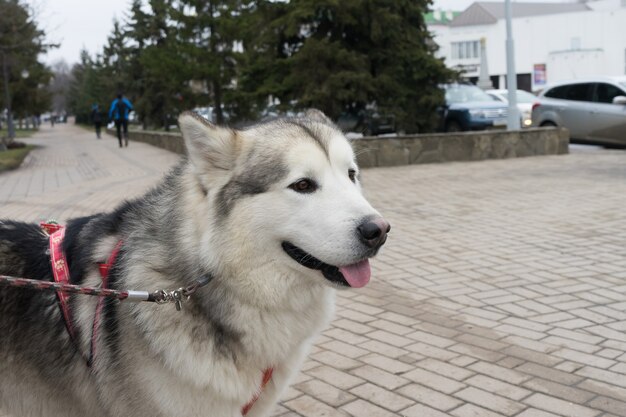 Hermoso retrato de un perro. Laika siberiana.