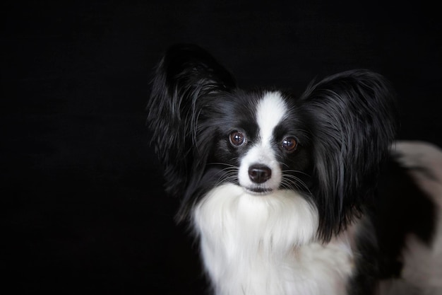 Hermoso retrato de un perro pequeño con orejas grandes