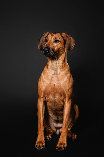 Hermoso retrato de perro Rhodesian Ridgeback sobre un fondo negro