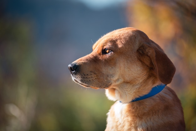 Hermoso retrato de un perro simple en la naturaleza