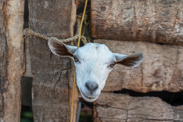 Un hermoso retrato de un primer plano de cabra cabeza blanca en la isla de zanzíbar, tanzania, áfrica