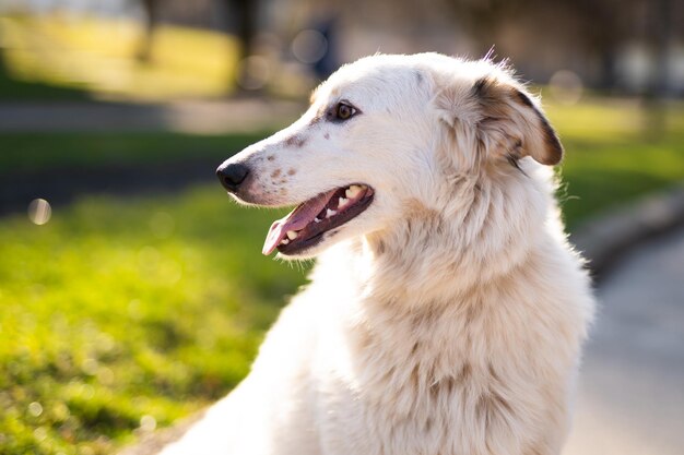 Hermoso retrato de primer plano de un perro