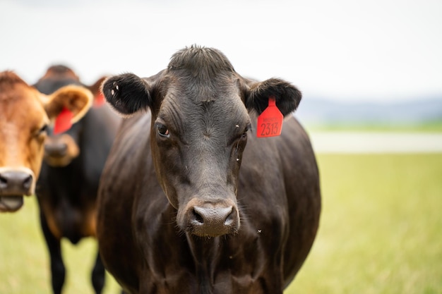 hermoso retrato de una vaca en un campo en una granja gran vaca lechera grasa