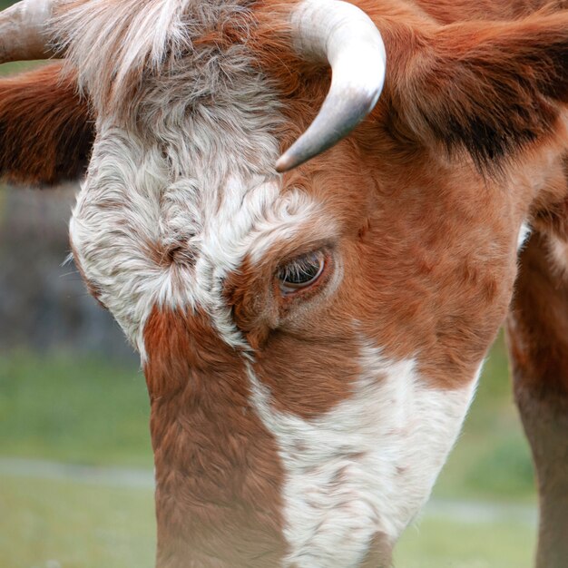 Hermoso retrato de vaca marrón en la escena rural de la pradera