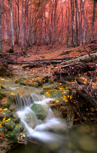 Hermoso río en el bosque de otoño