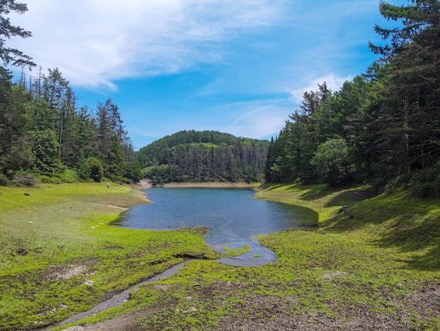 Hermoso río con un bosque de pinos alrededor y cielo azul