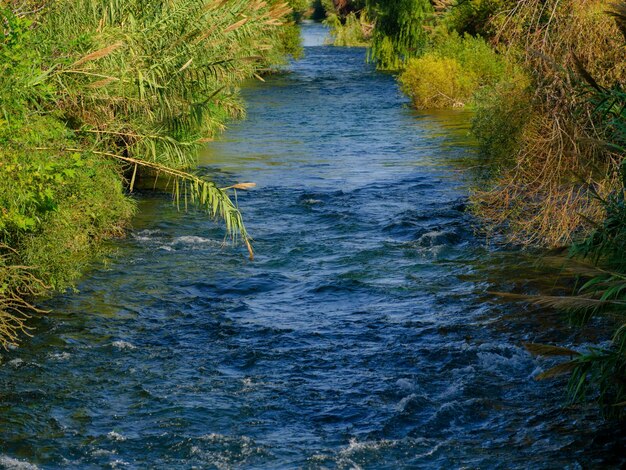 Hermoso río en el bosque